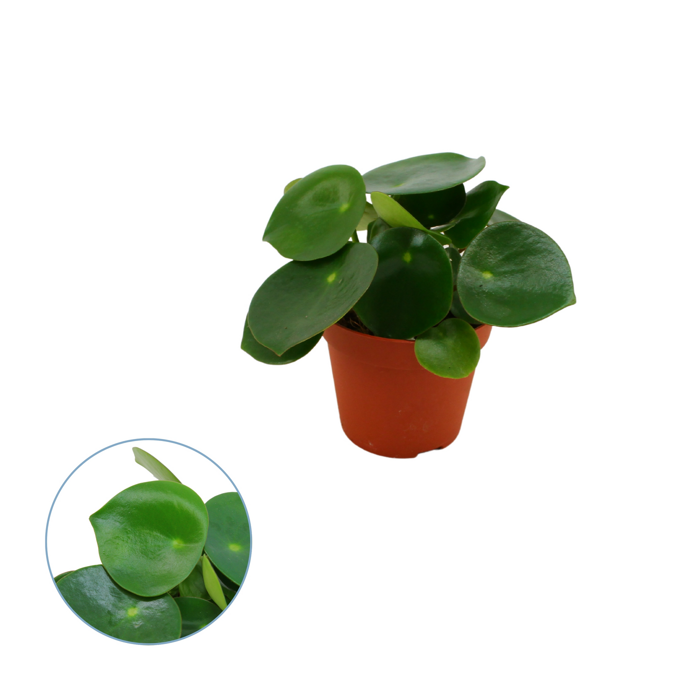 Planta naturala H20cm Peperomia polybotrya PS8/ in pamant