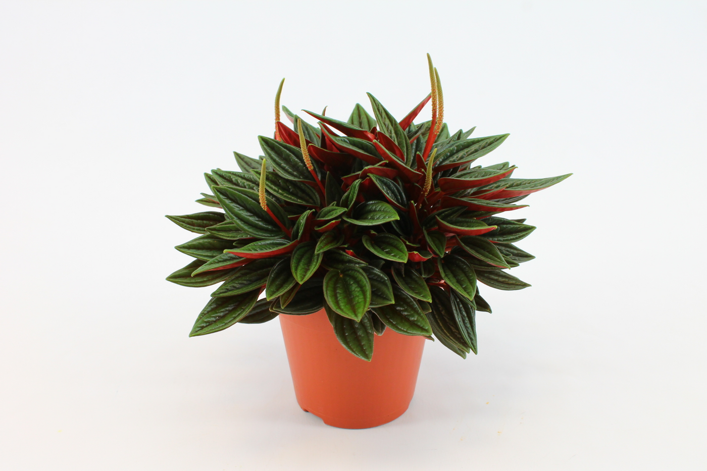 Planta naturala H20cm Peperomia Rosso PS12/ in pamant