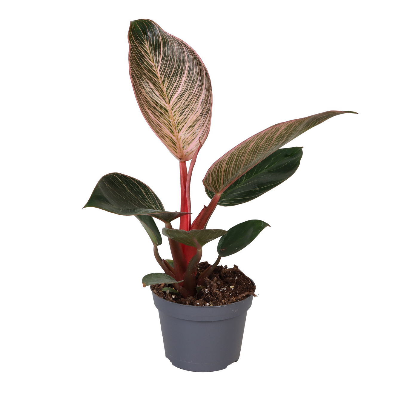 Planta naturala H20cm Philodendron Pink Bikini PS10/ in pamant