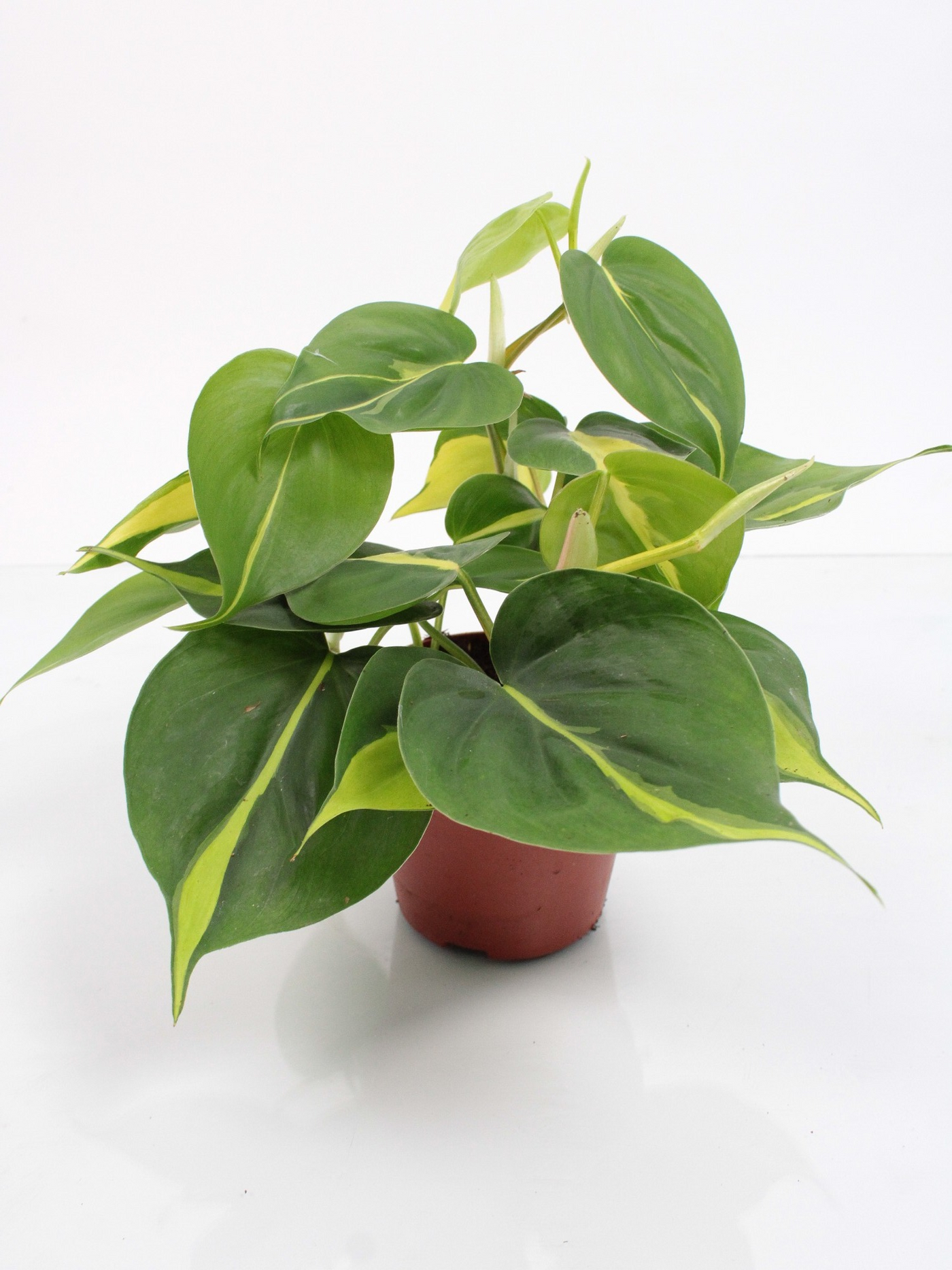 Planta naturala H20cm Philodendron scandens 'Brasil' PS11/ in pamant