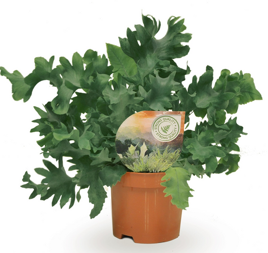 Planta naturala H20cm Phlebodium aureum Davana PS9/ in pamant