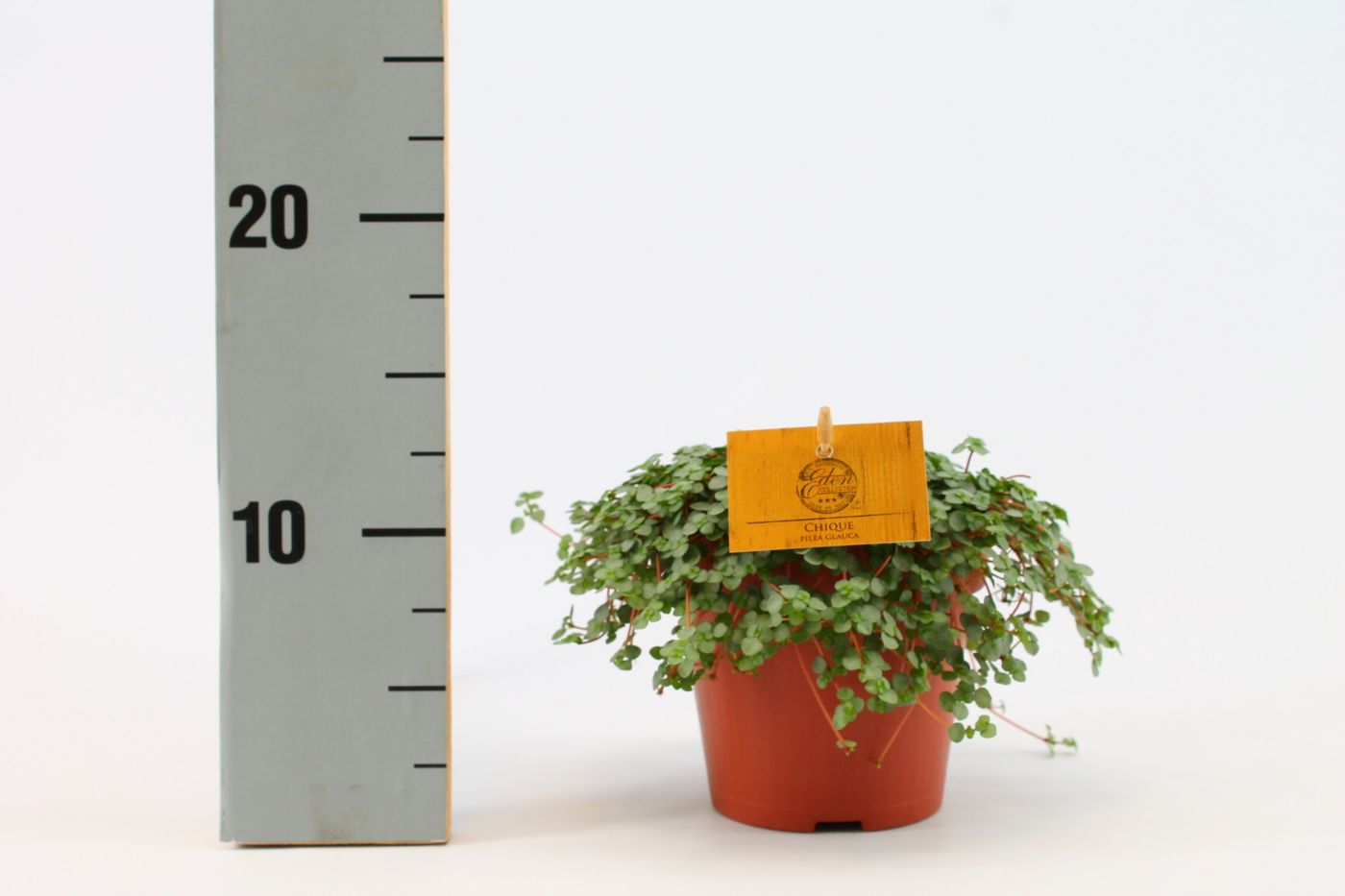 Planta naturala H20cm Pilea Glauca PS12/ in pamant