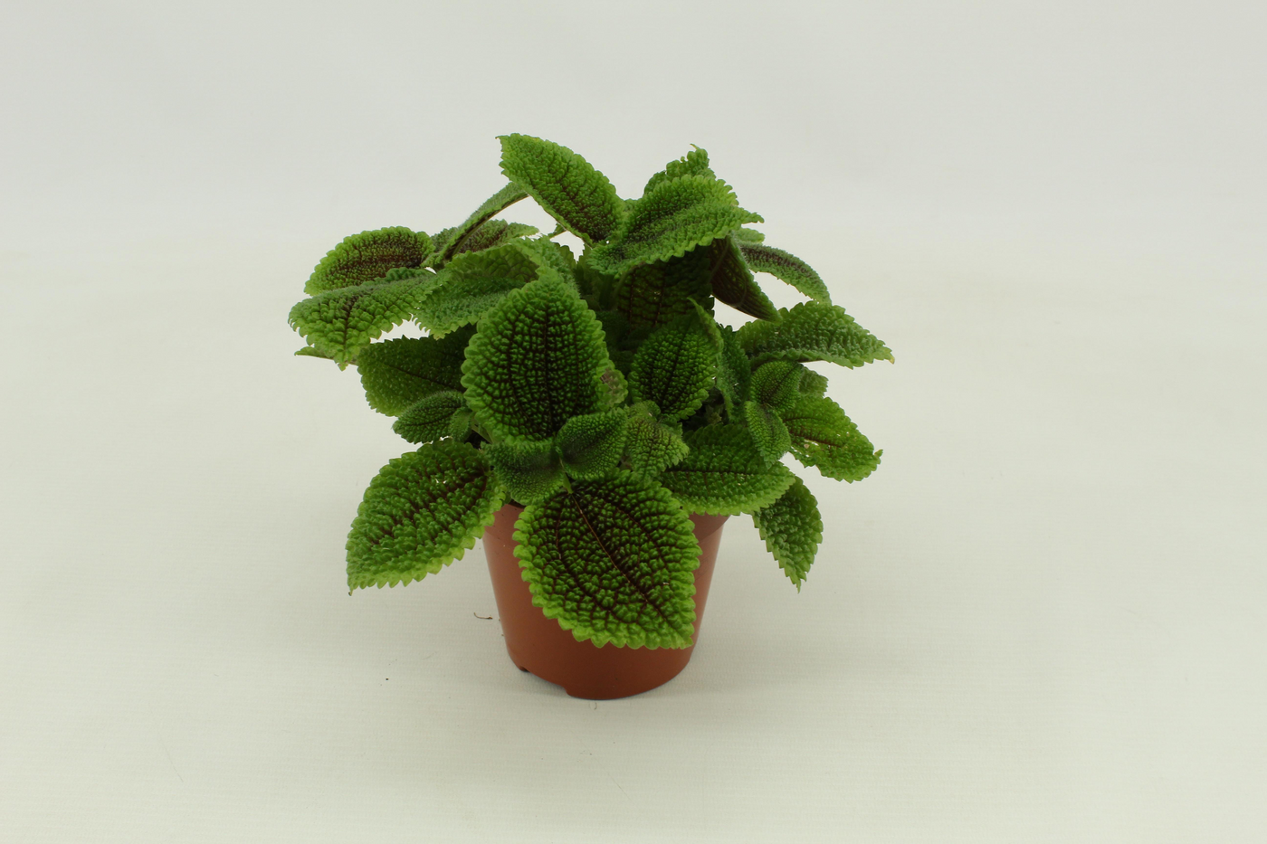 Planta naturala H20cm Pilea Moon valley PS12/ in pamant