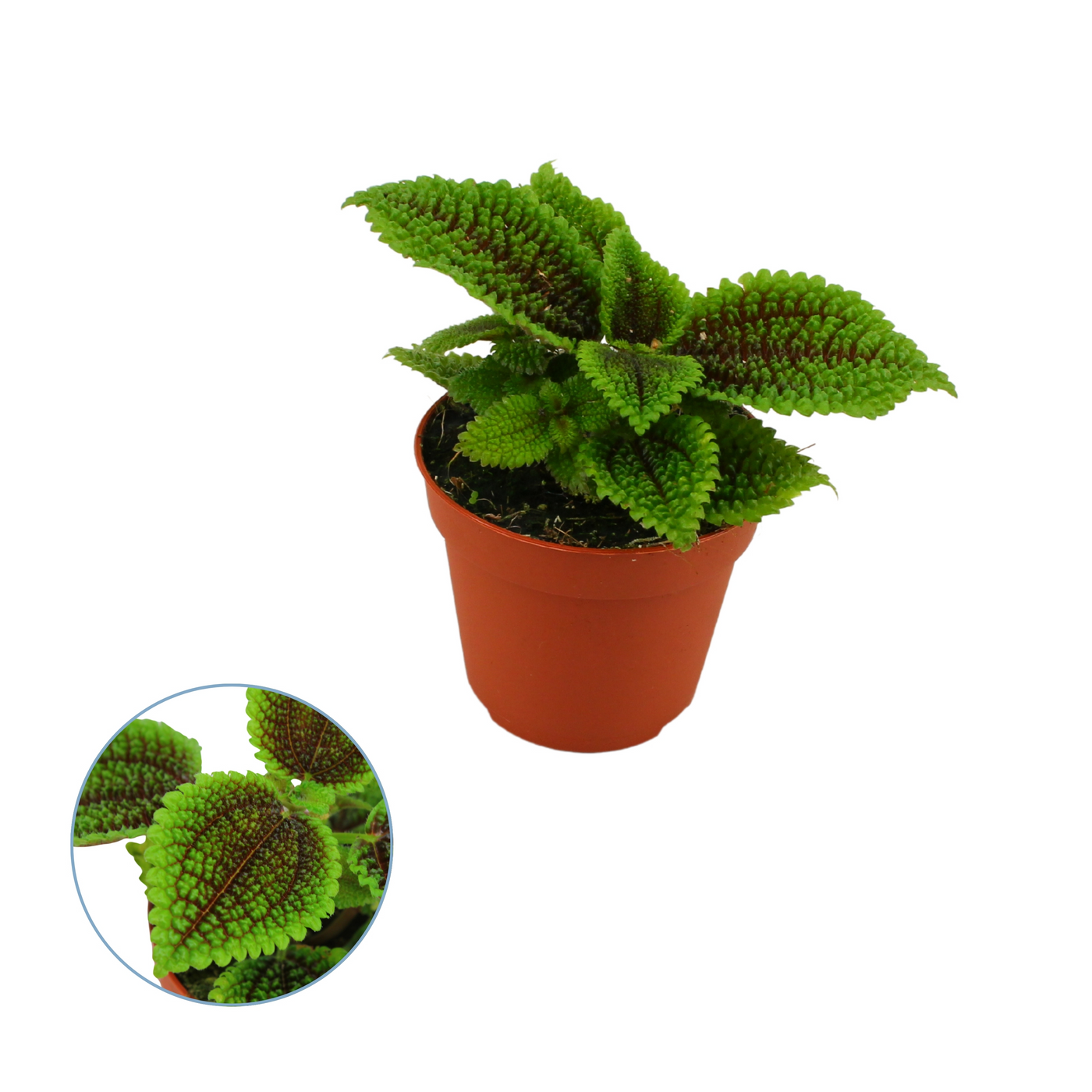 Planta naturala H20cm Pilea moon valley PS8/ in pamant