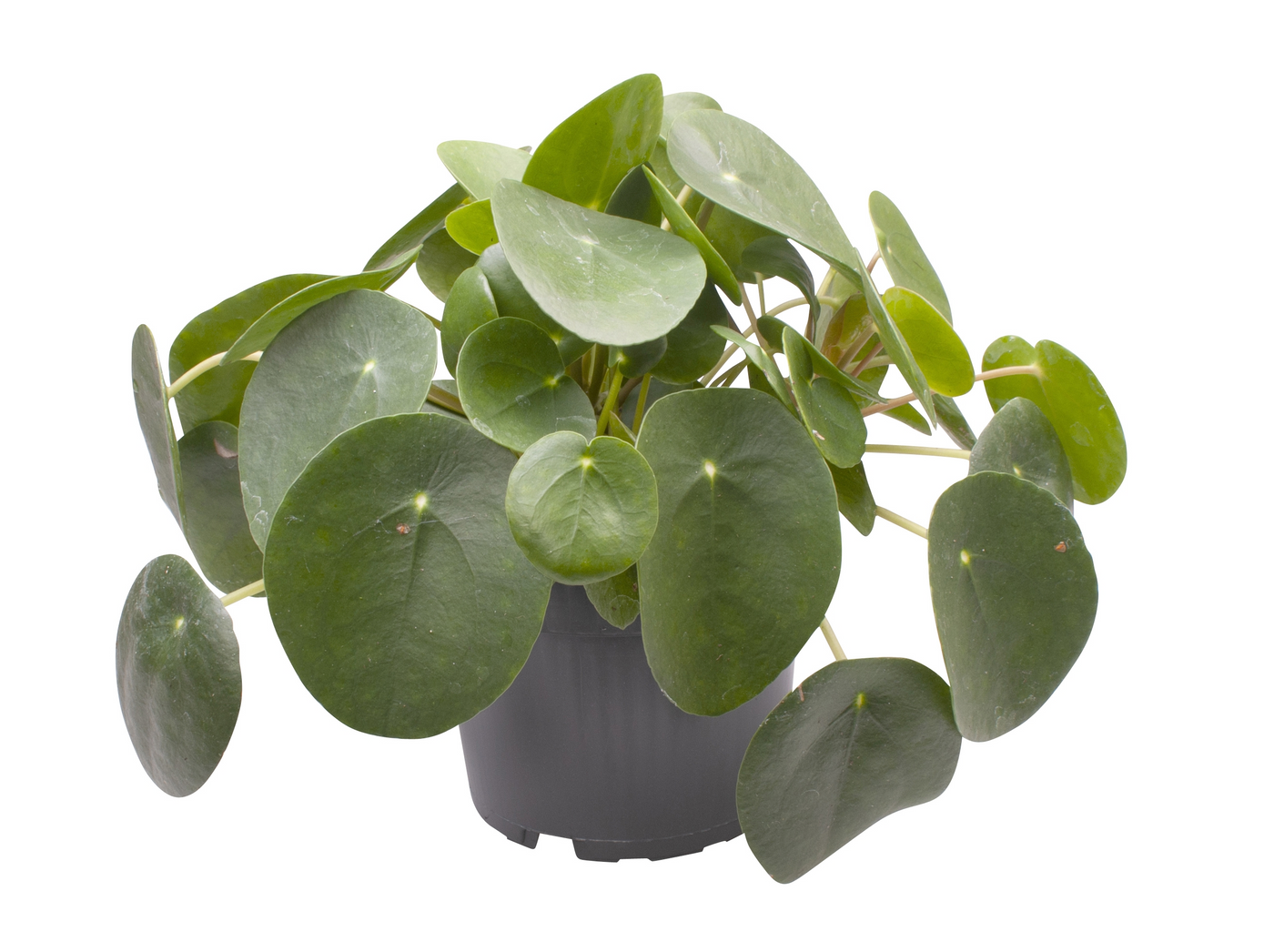 Planta naturala H20cm Pilea peperomioides PS12/ in pamant