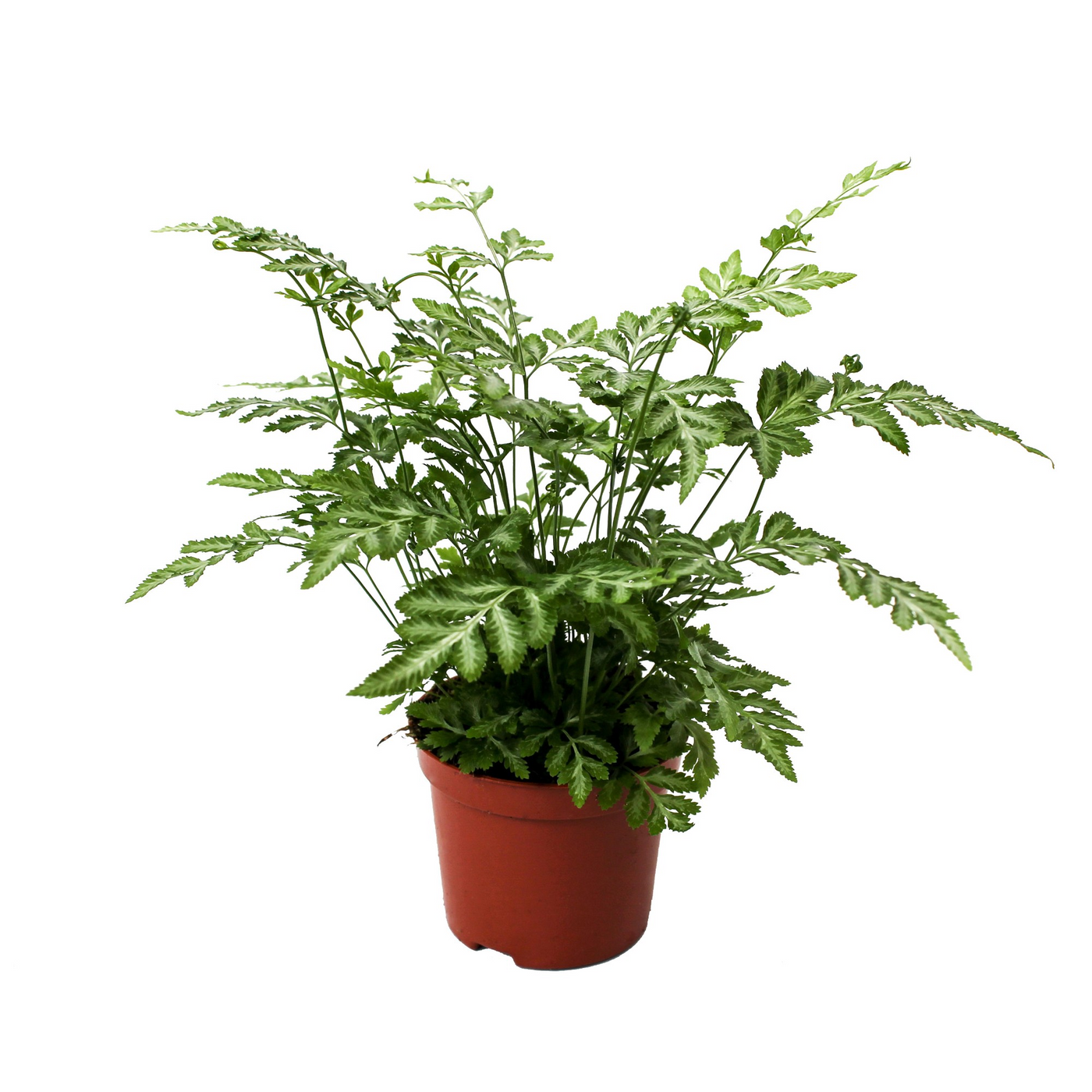 Planta naturala H20cm Pteris ensiformis 'Evergemiensis' PS8/ in pamant