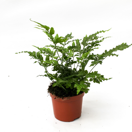 Planta naturala H20cm Pteris ensiformis Evergreen PS8/ in pamant