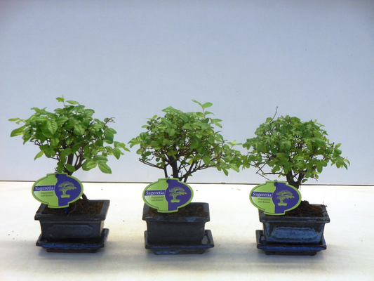 Planta naturala H20cm Sageretia theezans PS12/ in pamant