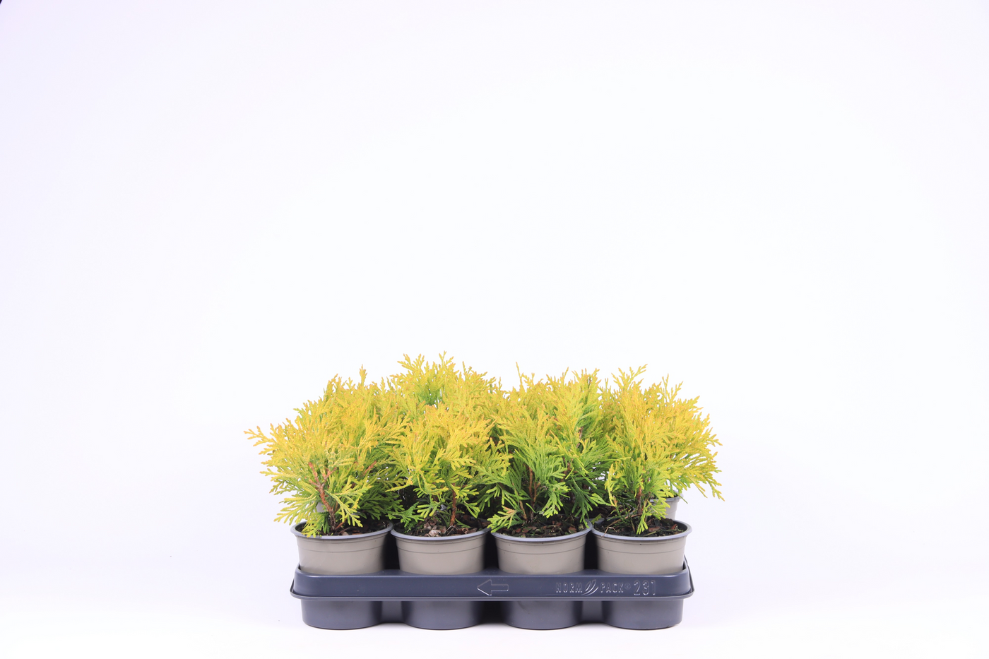 Planta naturala H20cm Thuja occidentalis 'Golden Globe' PS11/ in pamant