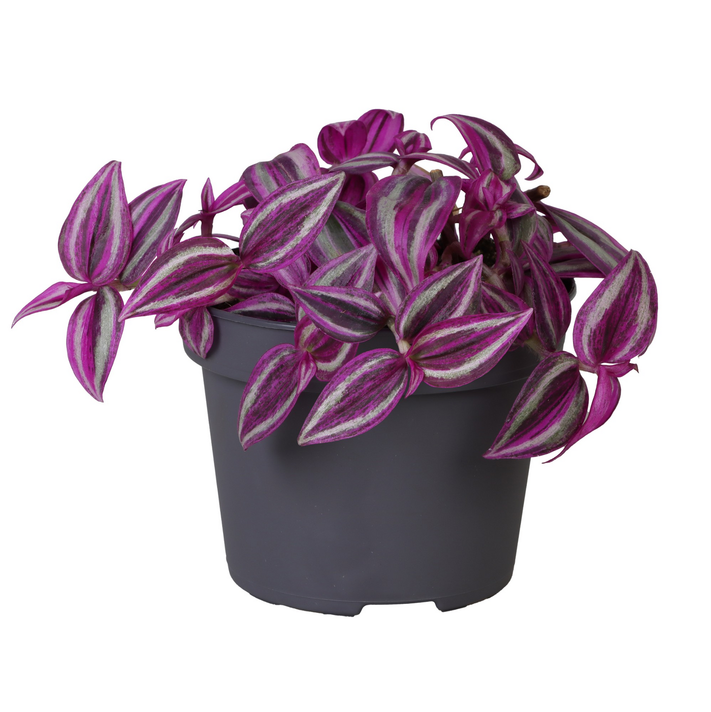 Planta naturala H20cm Tradescantia zebrina 'Pink Paradise' PS12/ in pamant