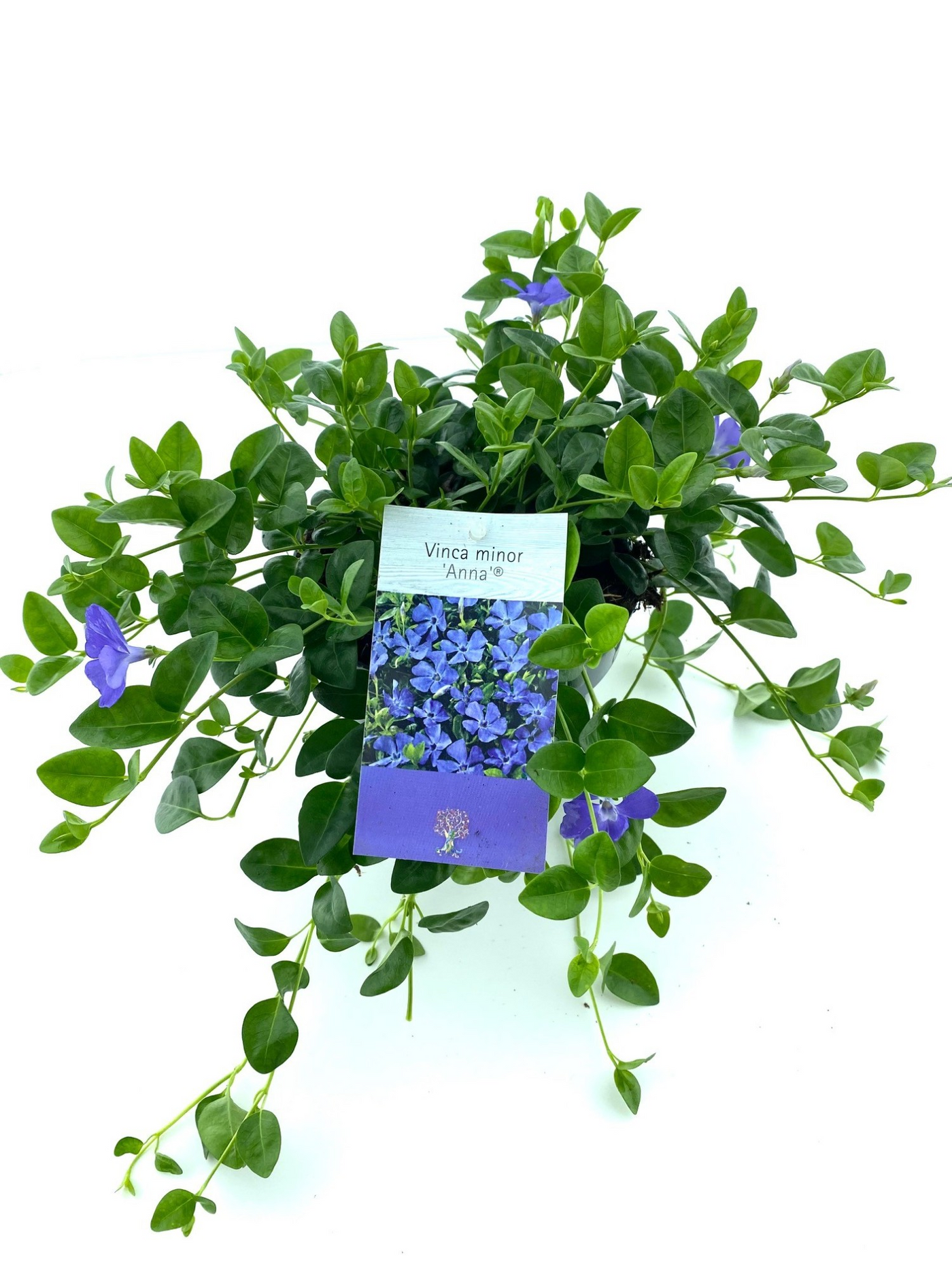 Planta naturala H20cm Vinca minor Anna PS15/ in pamant