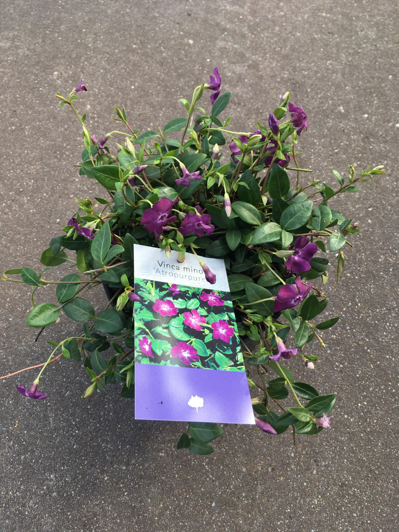 Planta naturala H20cm Vinca minor 'Atropurpurea' PS15/ in pamant