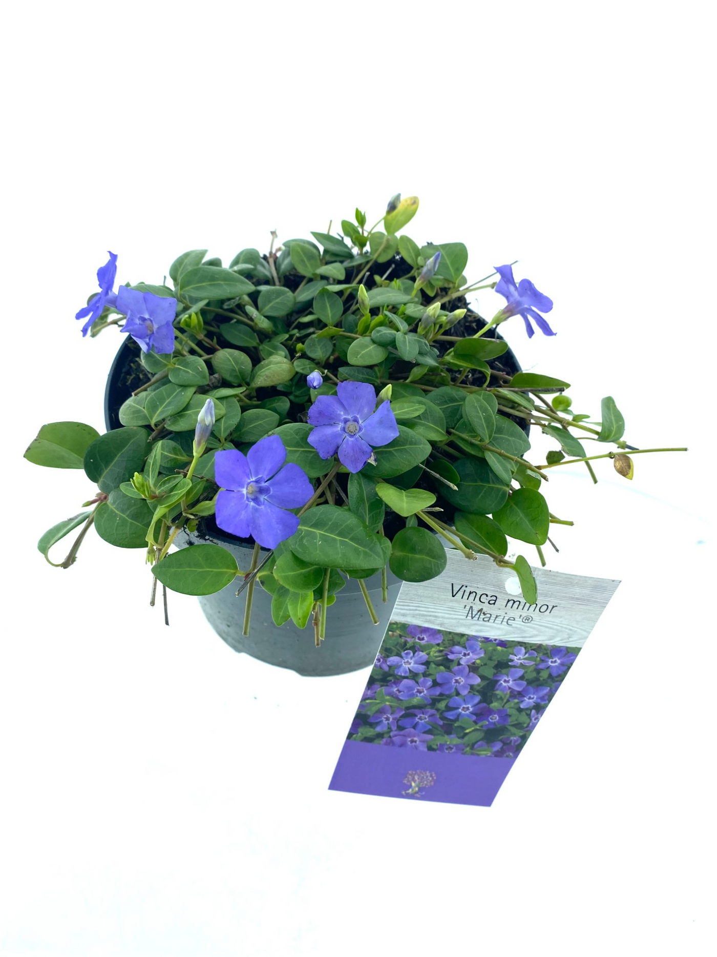 Planta naturala H20cm Vinca minor Marie PS15/ in pamant