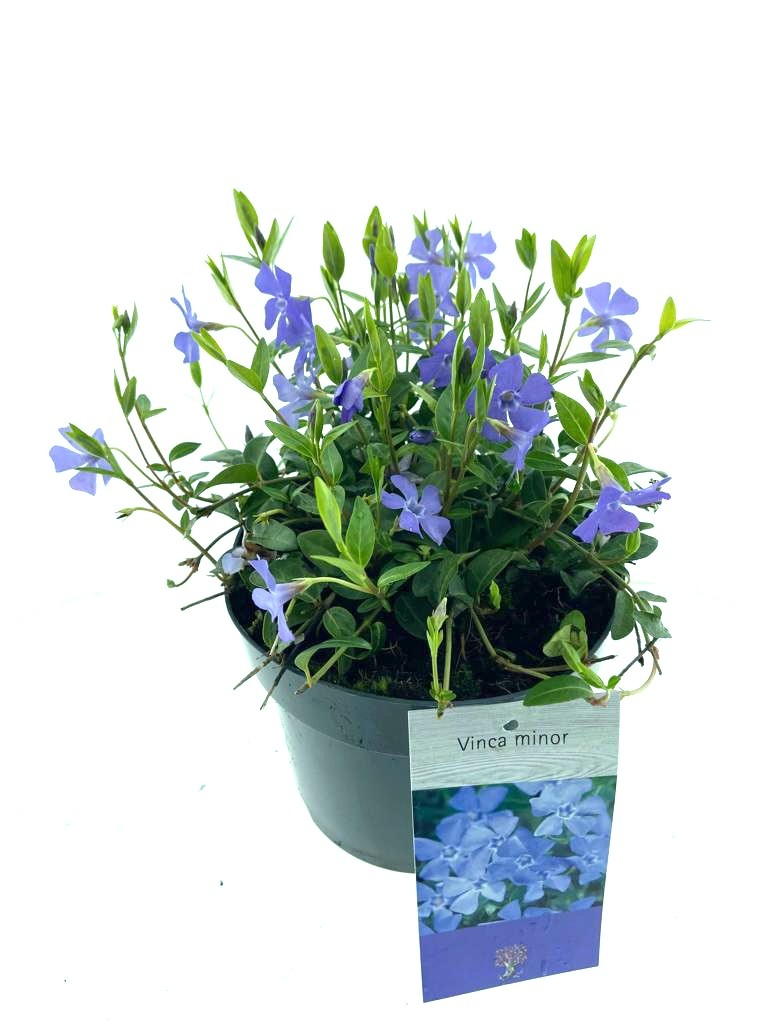 Planta naturala H20cm Vinca minor PS15/ in pamant