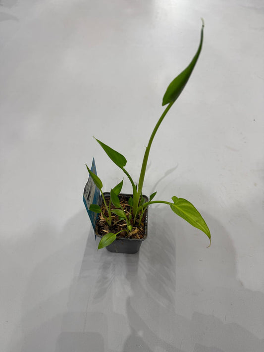 Planta naturala H20cm Zantedeschia (Cala) alba PS9/ in pamant