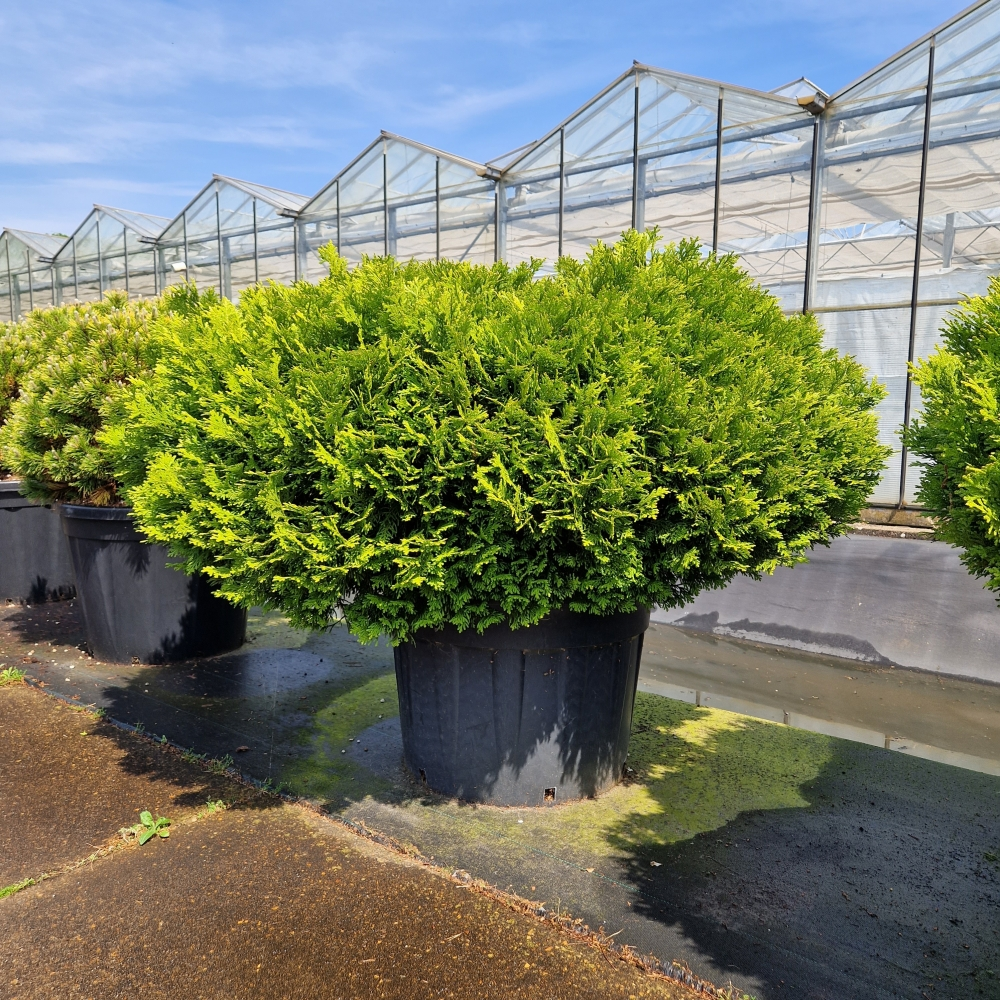 Planta naturala H210cm Thujopsis dolabrata 'Nana' PS85/ in pamant