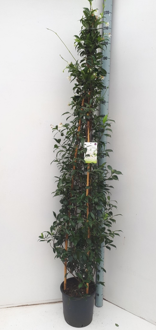 Planta naturala H210cm Trachelospermum jasminoides PS32/ in pamant
