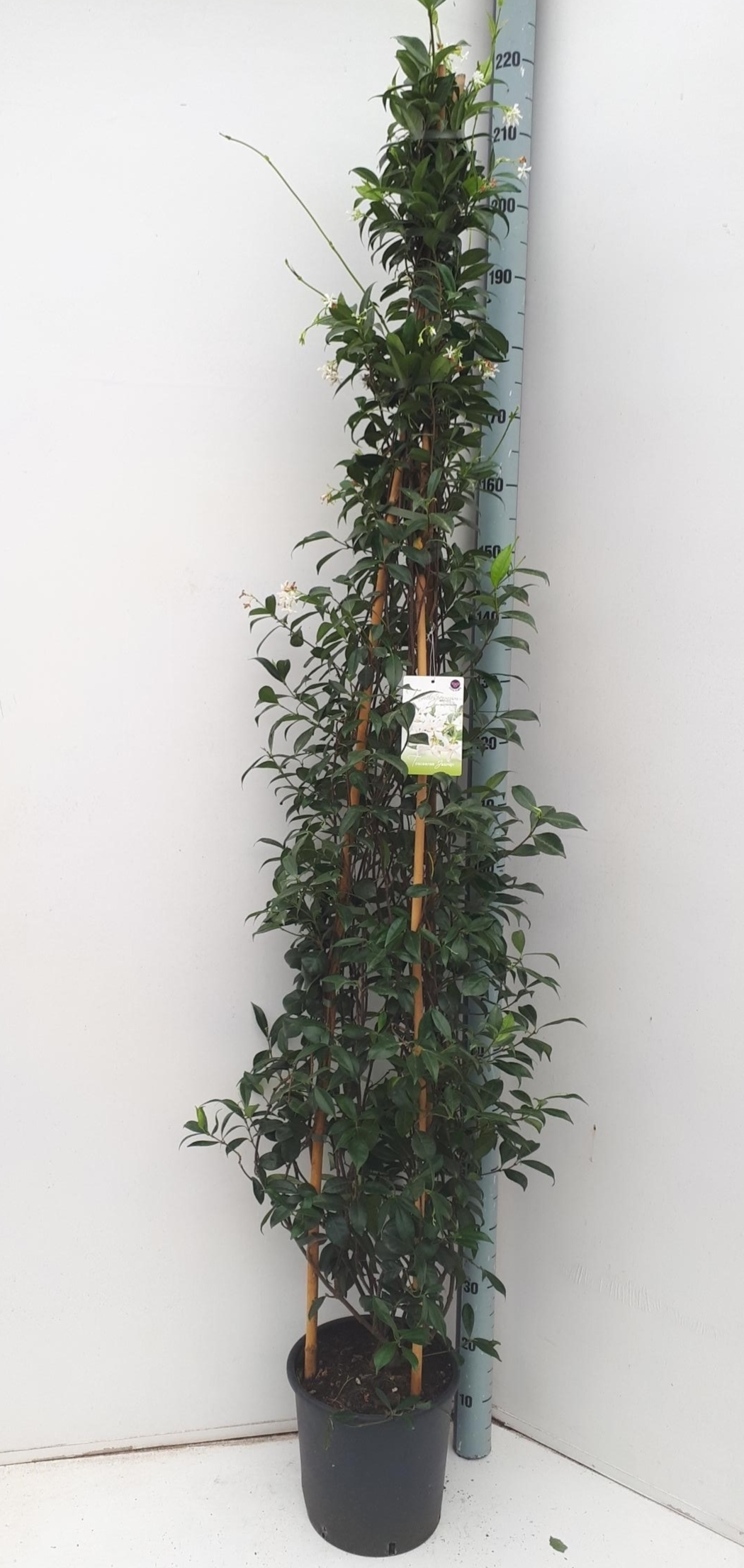 Planta naturala H210cm Trachelospermum jasminoides PS32/ in pamant