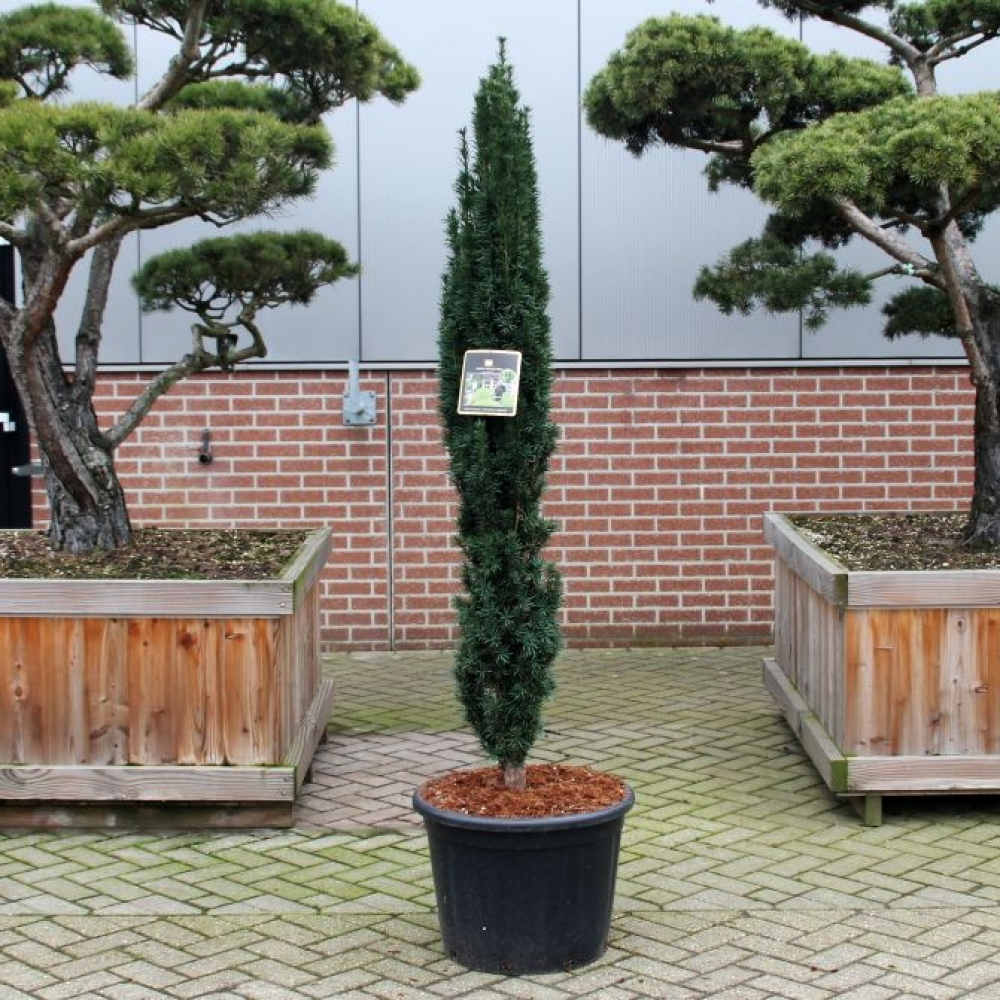 Planta naturala H220cm Taxus baccata 'Fastigiata Robusta' PS55/ in pamant