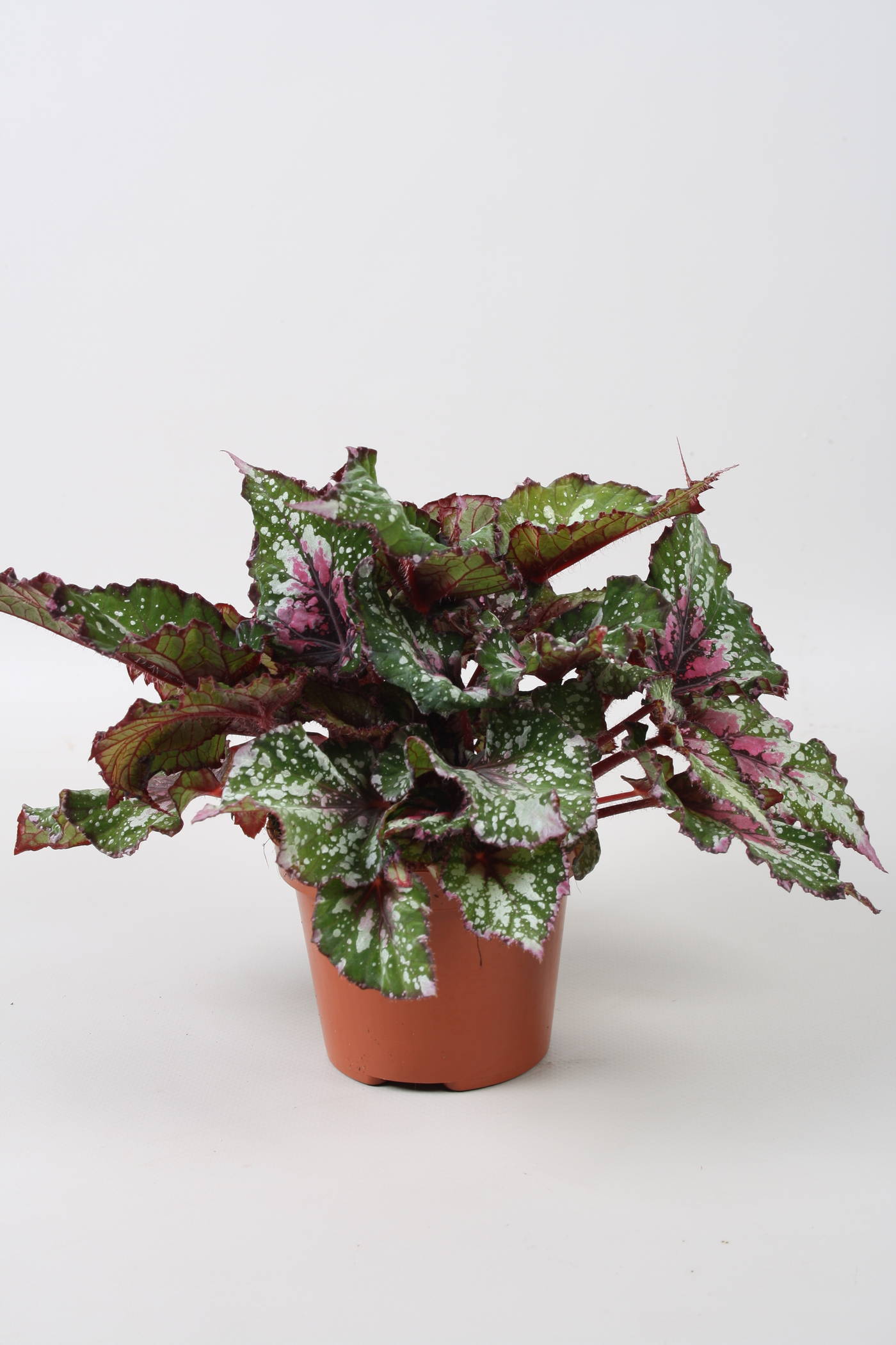 Planta naturala H22cm Begonia Beleaf Alaska Creek PS12/ in pamant