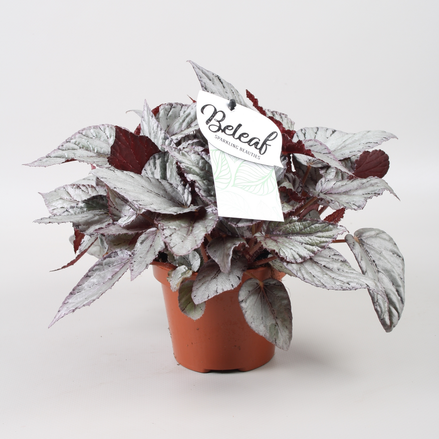 Planta naturala H22cm Begonia Beleaf Arctic Breeze PS12/ in pamant