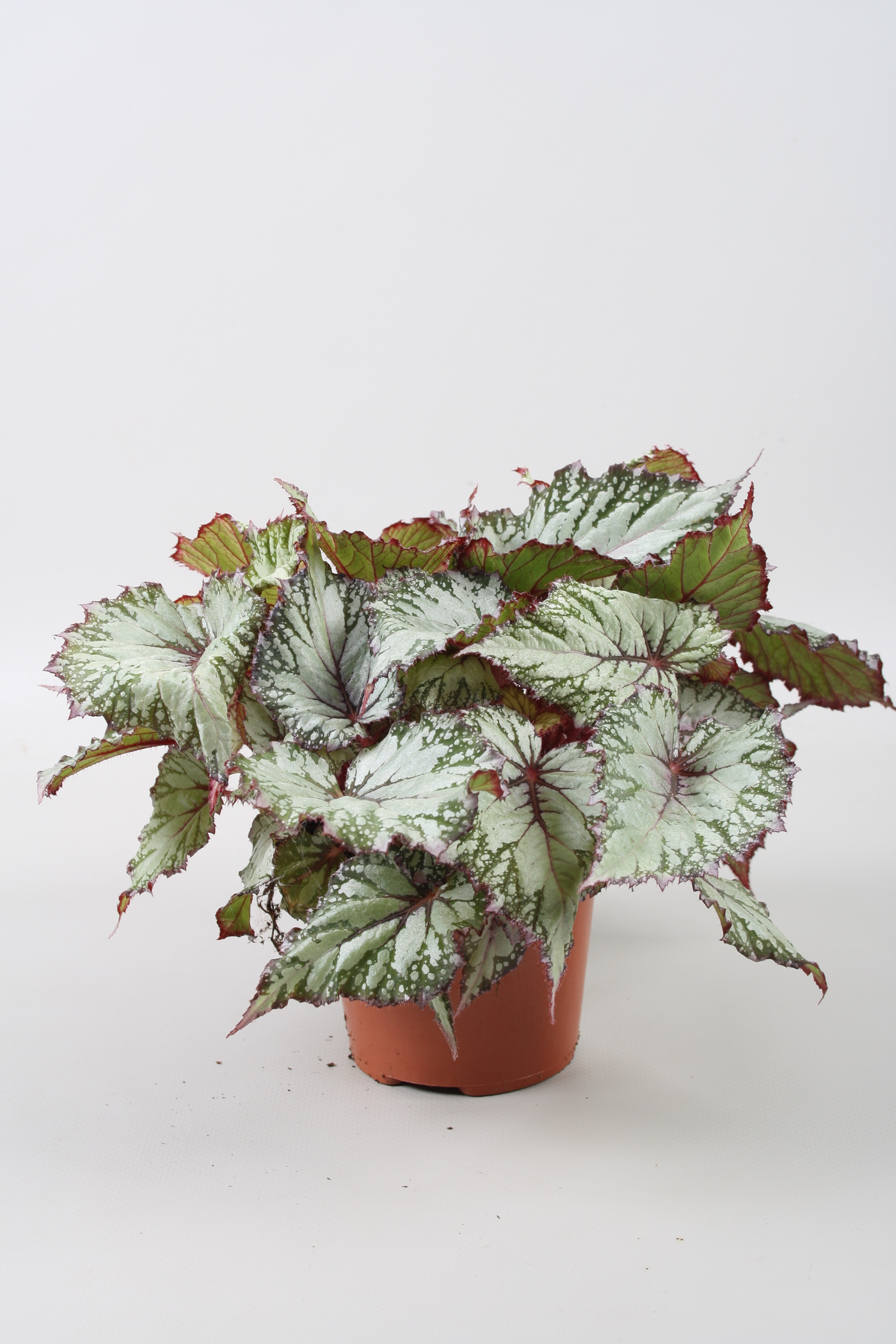 Planta naturala H22cm Begonia Beleaf Asian Tundra PS12/ in pamant