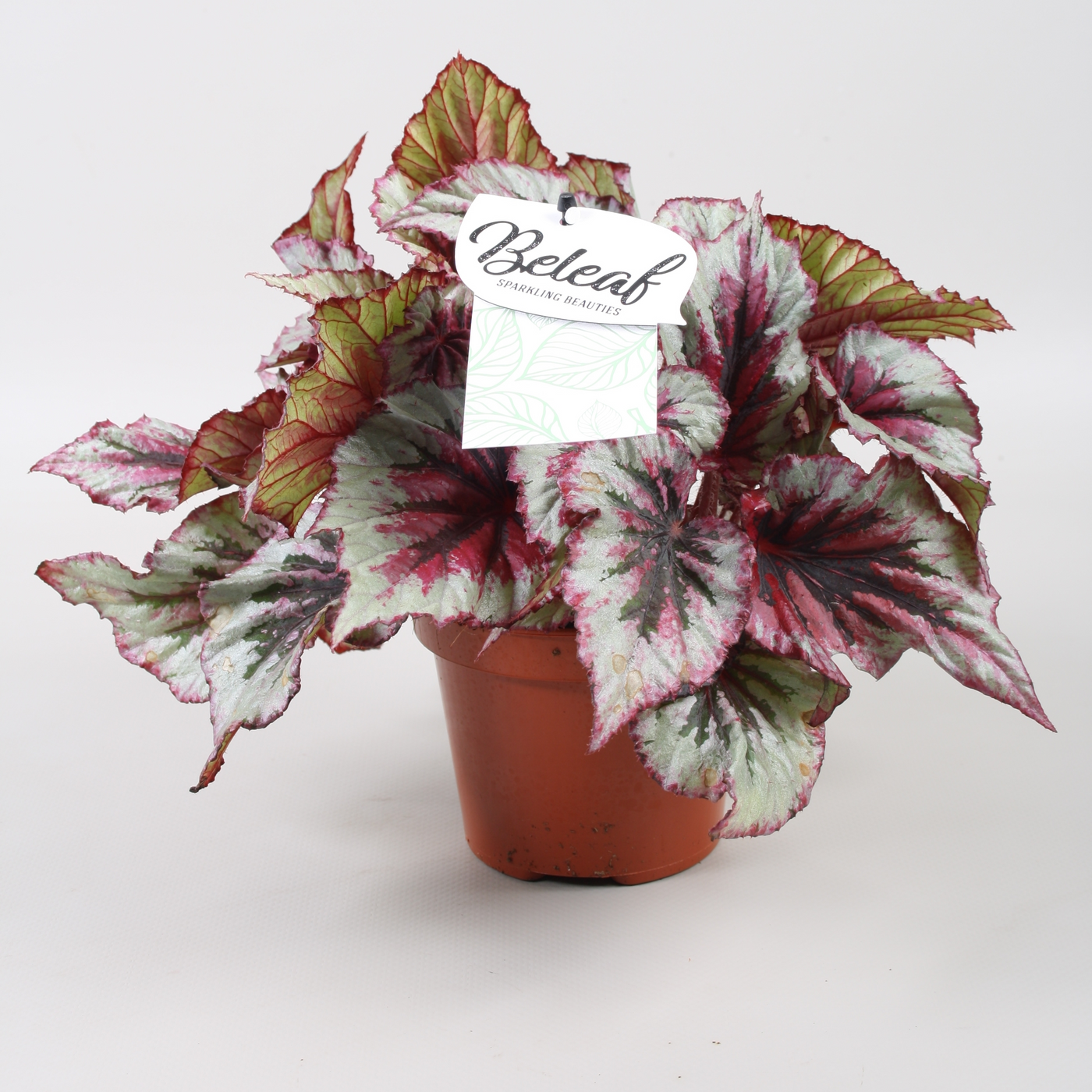 Planta naturala H22cm Begonia Beleaf Evening Glow PS12/ in pamant