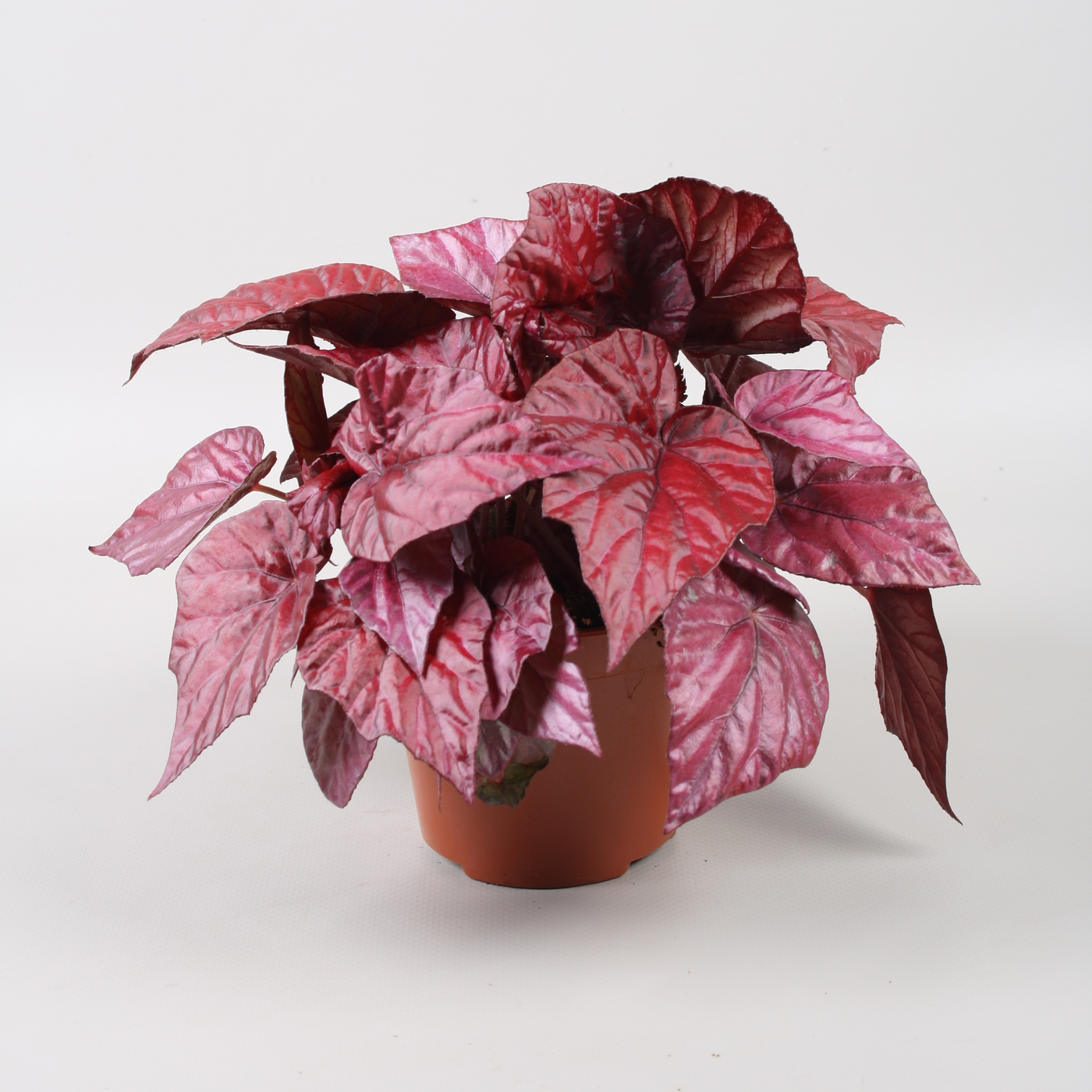 Planta naturala H22cm Begonia Beleaf Inca Flame PS12/ in pamant