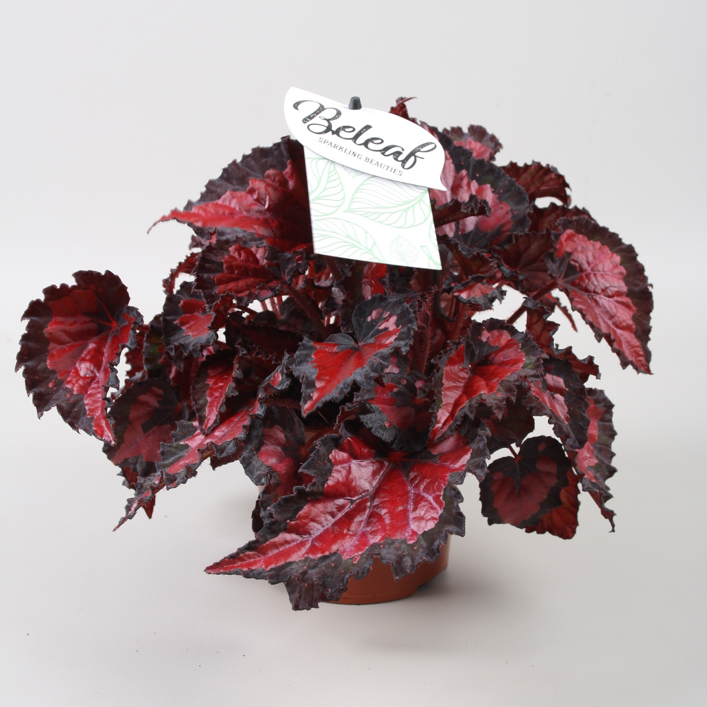 Planta naturala H22cm Begonia Beleaf Inca Night PS12/ in pamant