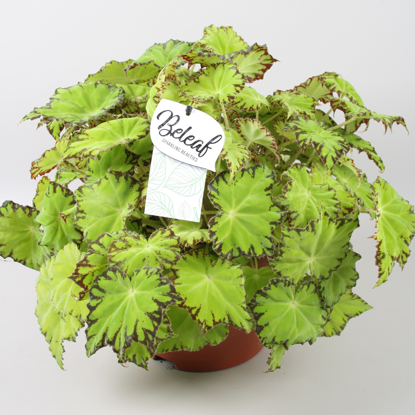 Planta naturala H22cm Begonia Beleaf Lima Love PS12/ in pamant