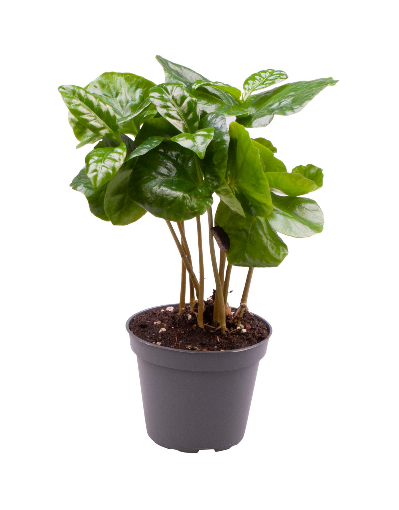 Planta naturala H22cm Coffea Arabica PS6/ in pamant