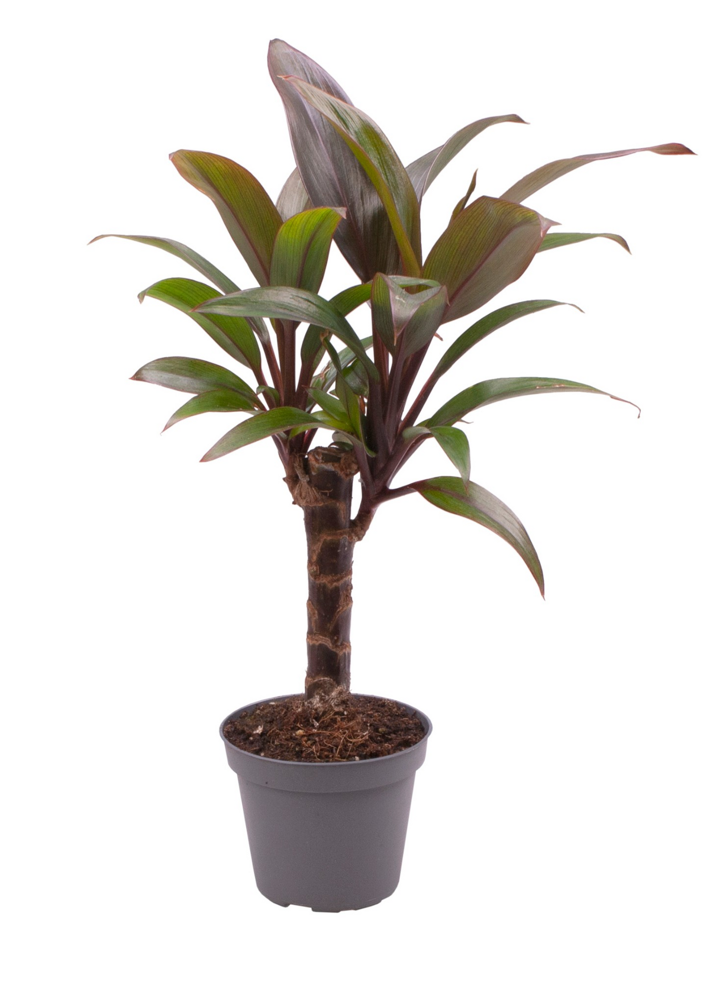 Planta naturala H22cm Cordyline Fruticosa Purple Compacta PS6/ in pamant