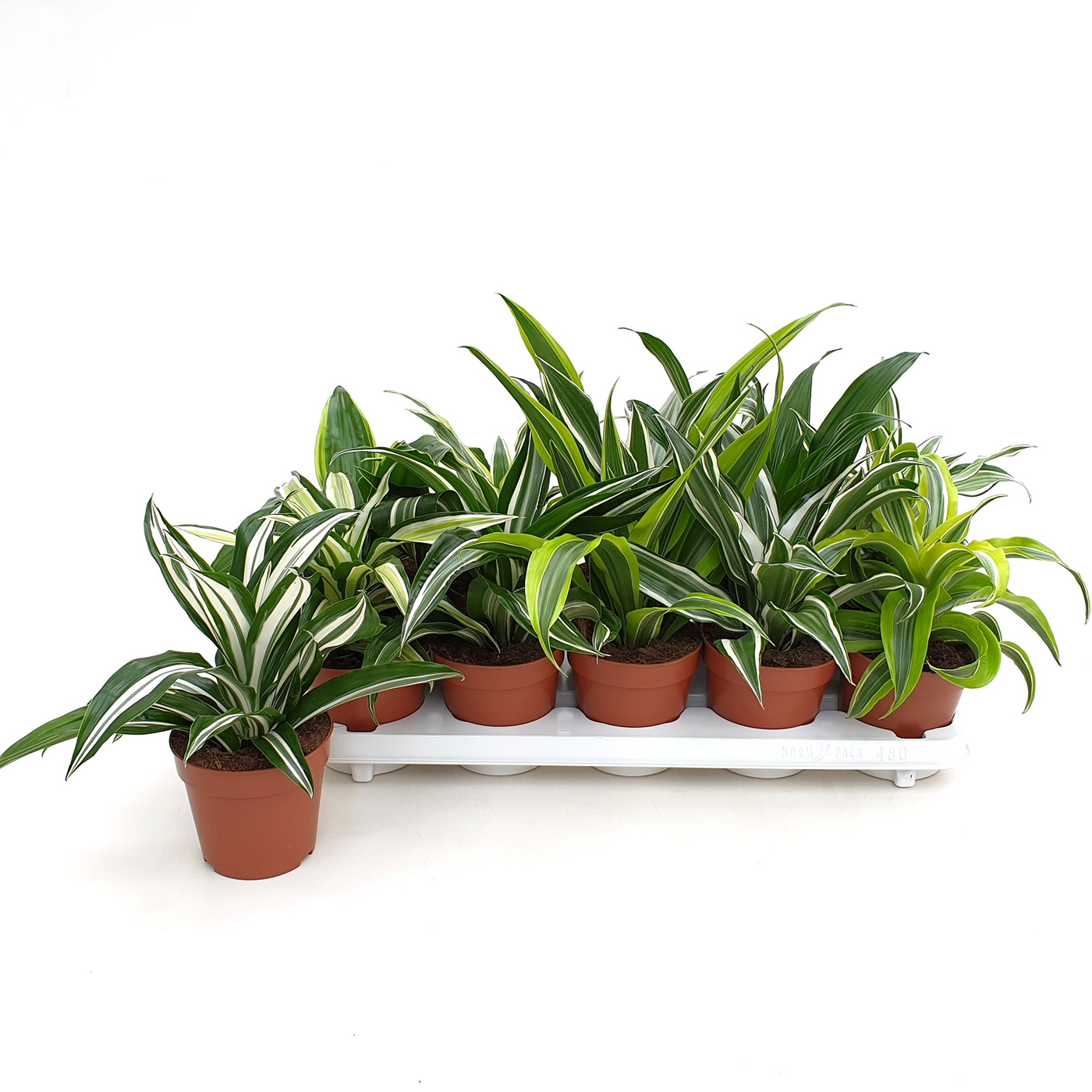 Planta naturala H22cm Dracaena Dragonmix PS12/ in pamant