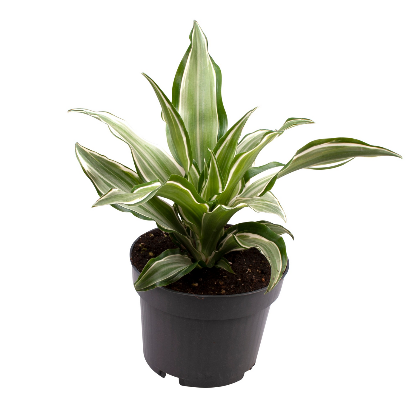 Planta naturala H22cm Dracaena fragrans 'Kanzi' PS12/ in pamant