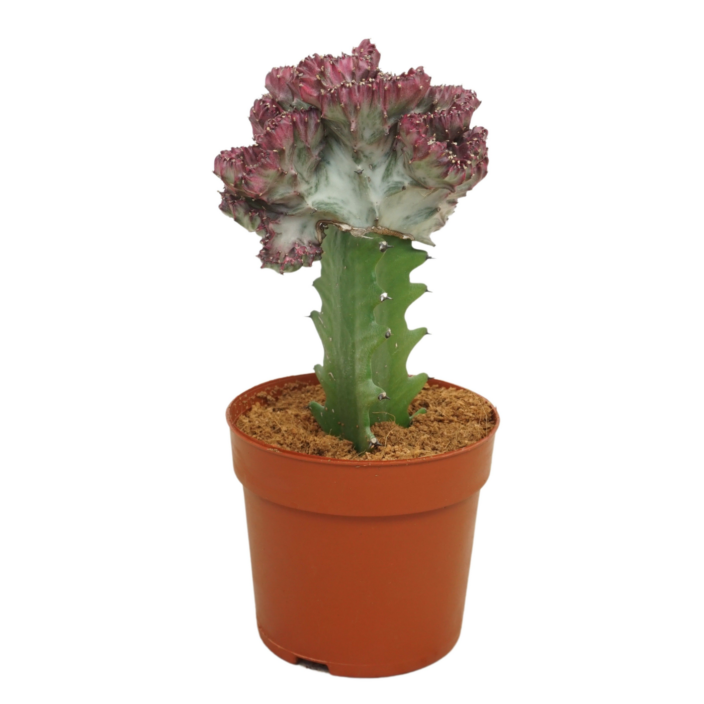 Planta naturala H22cm Euphorbia lactea PS10/ in pamant