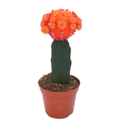 Planta naturala H22cm Gymnocalycium mihanovichii overig PS8/ in pamant