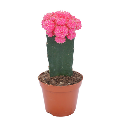 Planta naturala H22cm Gymnocalycium mihanovichii overig PS8/ in pamant