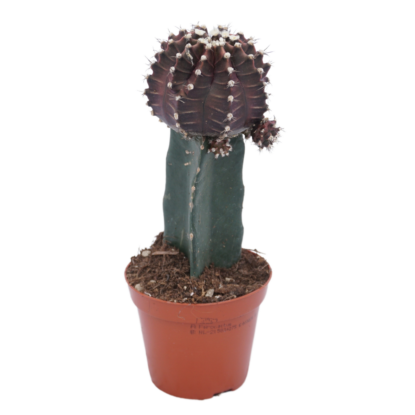 Planta naturala H22cm Gymnocalycium mihanovichii overig PS8/ in pamant