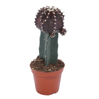 Planta naturala H22cm Gymnocalycium mihanovichii overig PS8/ in pamant