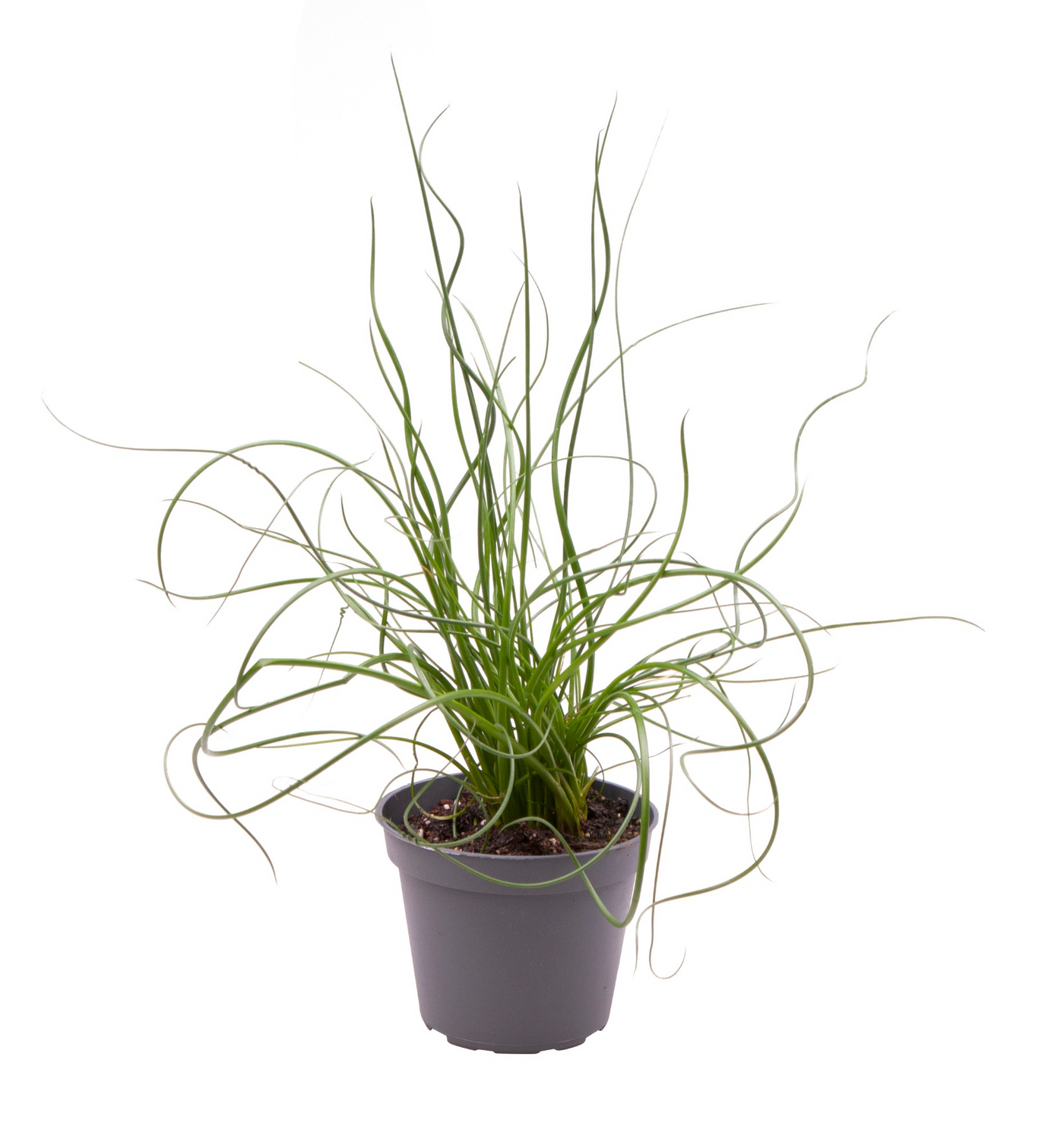 Planta naturala H22cm Juncus effusus 'Spiralis' PS6/ in pamant