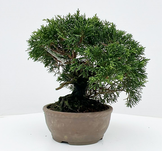 Planta naturala H22cm Juniperus chinensis PS13/ in pamant