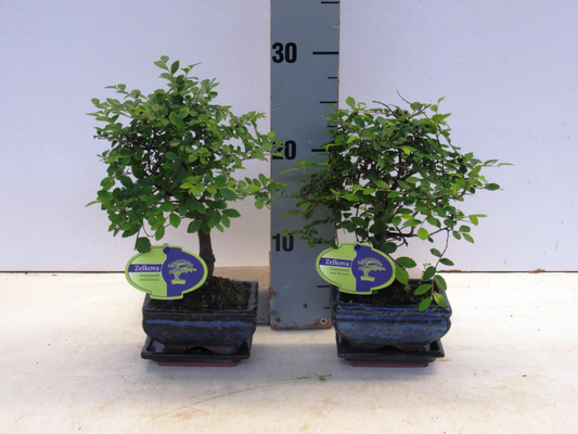Planta naturala H22cm Zelkova parvifolia PS12/ in pamant