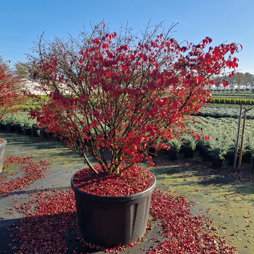 Planta naturala H240cm Euonymus alatus 'Compactus' PS96/ in pamant