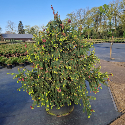 Planta naturala H240cm Picea abies Acrocona PS96/ in pamant