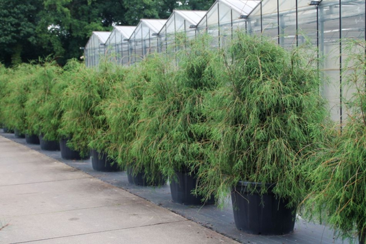 Planta naturala H240cm Thuja occidentalis Filiformis PS120/ in pamant
