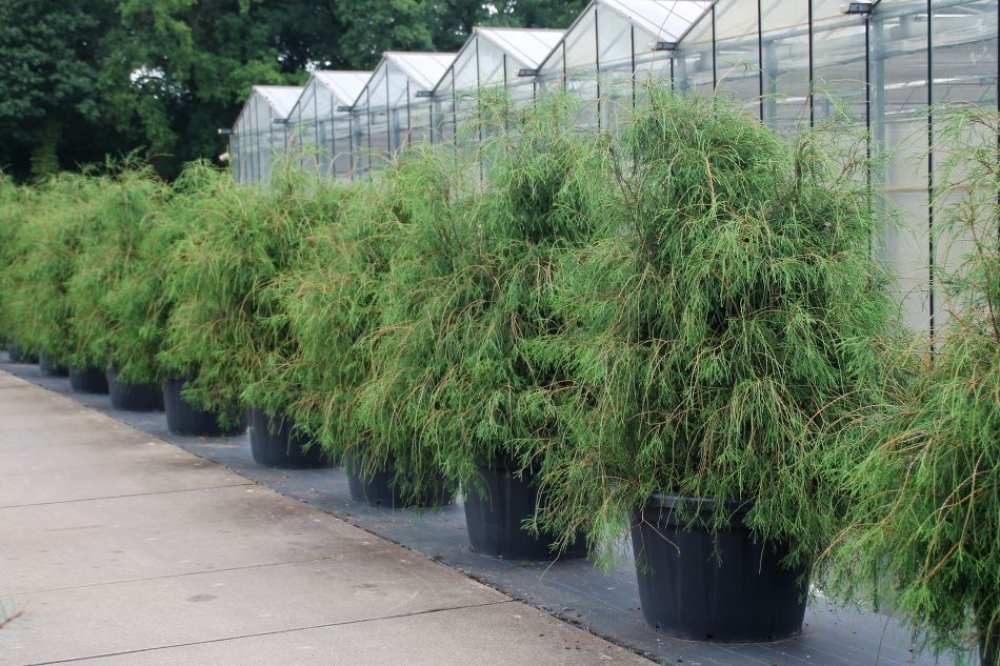 Planta naturala H240cm Thuja occidentalis Filiformis PS120/ in pamant