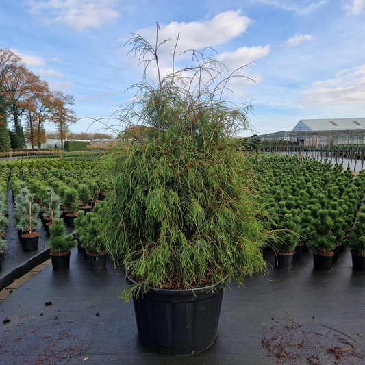 Planta naturala H240cm Thuja occidentalis Filiformis PS85/ in pamant