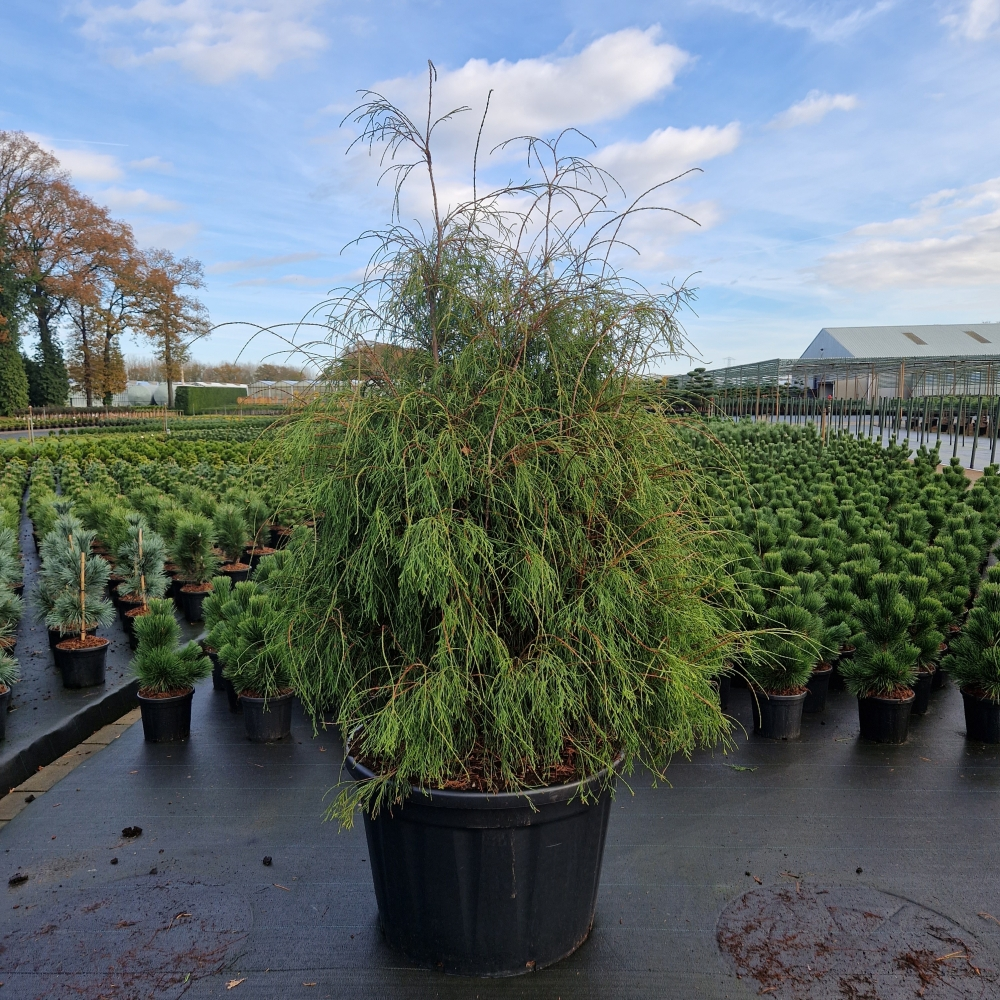 Planta naturala H240cm Thuja occidentalis Filiformis PS85/ in pamant