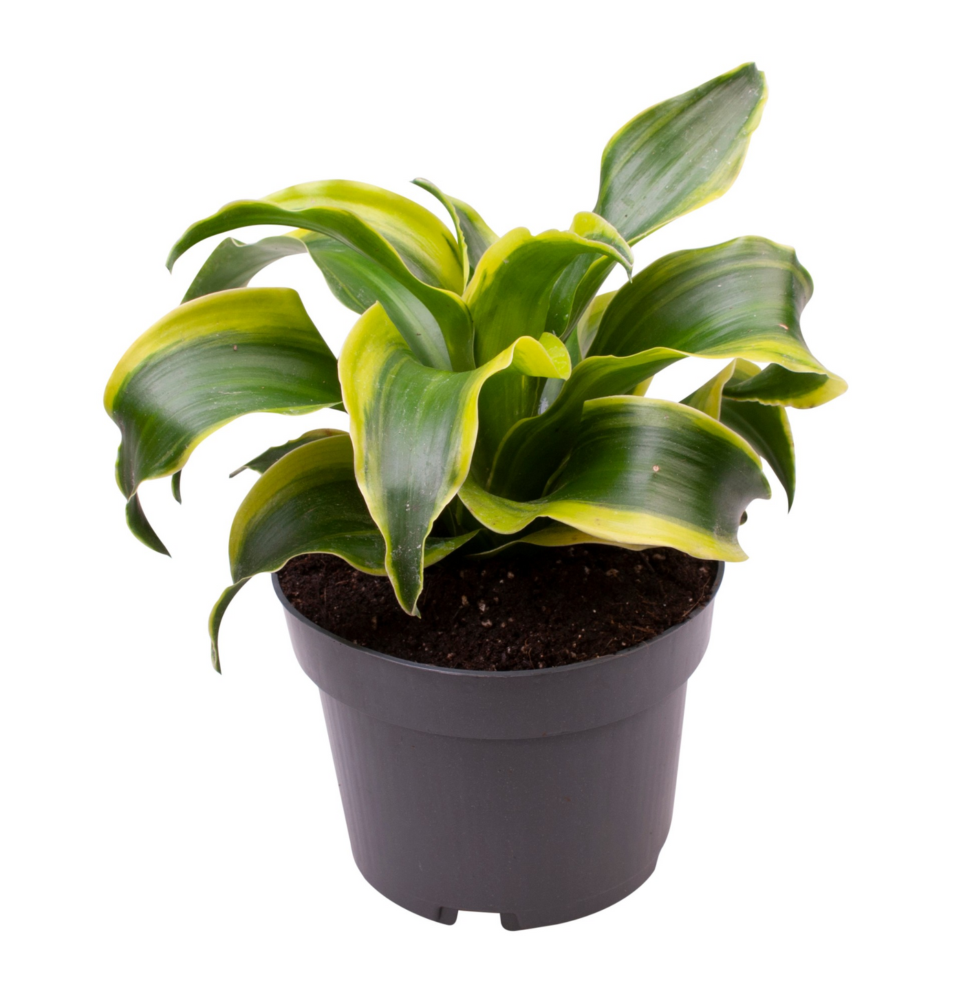 Planta naturala H24cm Dracaena fragrans 'Tornado' PS12/ in pamant