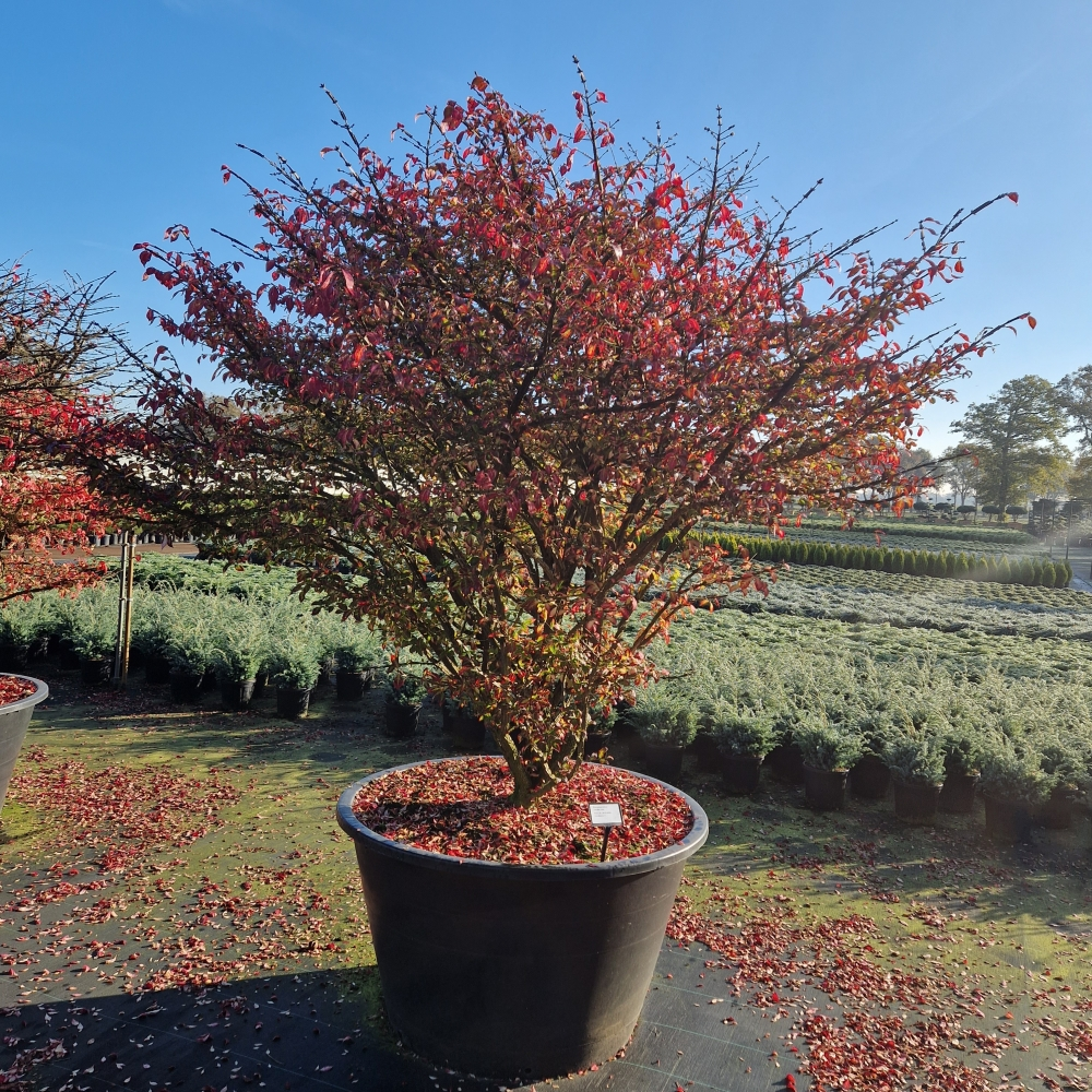 Planta naturala H250cm Euonymus alatus PS120/ in pamant